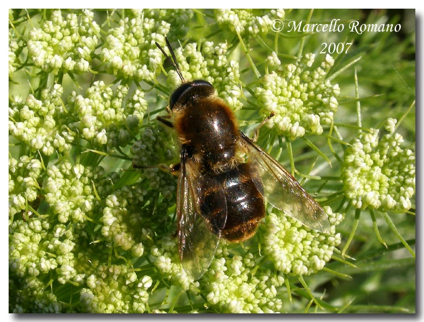 Una Stratiomys longicornis alle saline di Trapani (Diptera)